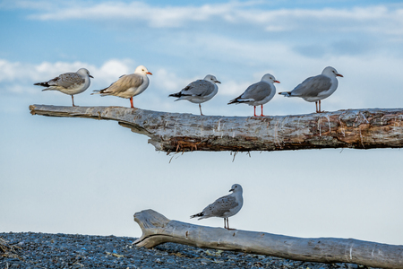 Six gulls sit on two branches of a large driftwood tree on a pebble beach. One bird is lit by the sun near sunset, the rest are in shadowの写真素材