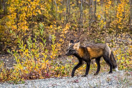 An adult fox of the Cross Fox subspecies, living in northern Canada. He walks among autumn foliage near the Alaska Highway.の写真素材
