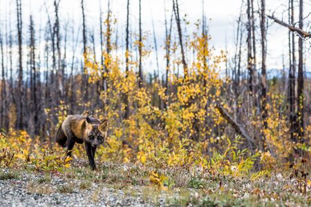 Walking among fall foliage and burnt forest, a young fox stalks through northern Canada.