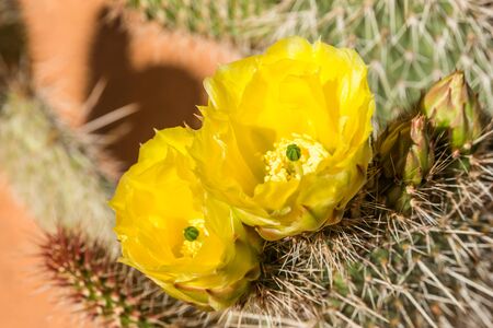Spring blossom of big bright yellow flowers from a prickly pear cactus in Utah/Arizona desert.の写真素材