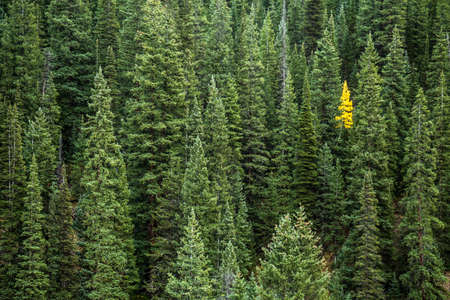 One small aspen tree stands bright yellow in contrast to many pines surrounding it. Stand out alone.