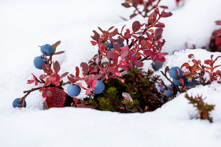 A wild blueberry bush pokes through fresh snow in the remote mountains of Alaska. Red leaves of the plant are covered in dew and melting snow and the berries are plump and ripe. Many Alaskan's rely on wild berries as a source of nutrients to prepare them for winter.の写真素材