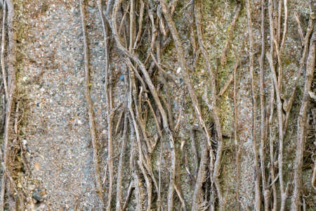 Close-up photo of concrete wall with dead vines on it