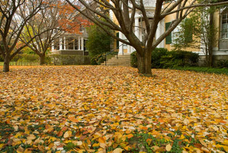 Yellow leaves lay on grass in front yard of suburban house