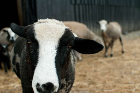 Sheep in barnyardの写真素材