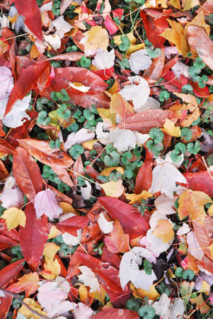Beautiful leaves lying on forest floor. Symbolizes fall, change of seasons.