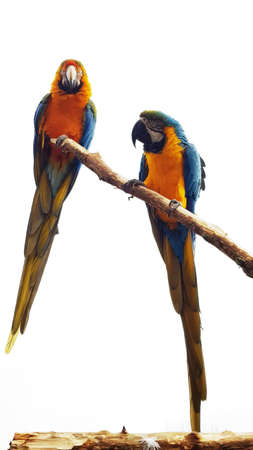 Two macaw's on a branchの写真素材