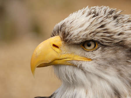 An American Bald Eagle - Haliaeetus leucocephalus - Close up side portrait viewの写真素材