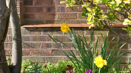 Spring daffodils, narcissus, flowering by a wall in Essexの写真素材
