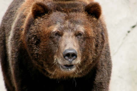 big grizzly bear