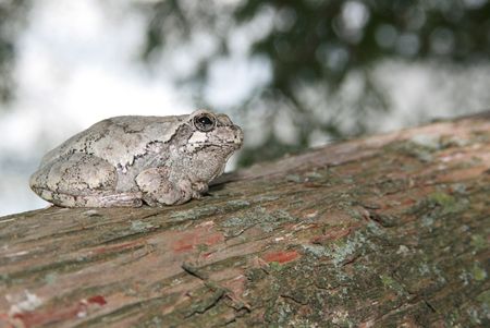 gray tree frog sitting on a cedar treeの写真素材