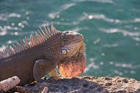 iguana backlit with the ocean as a backgroundの写真素材