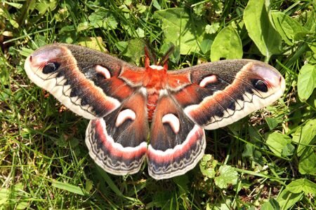 Cecropia moth on a green grass background with wings spreadの写真素材