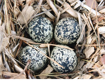 eggs in the nest of a Killdeer ( Chardrius vociferus ) on the groundの写真素材