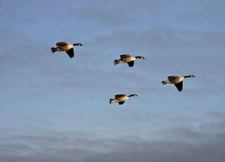 flock of canadian geese in formationの写真素材