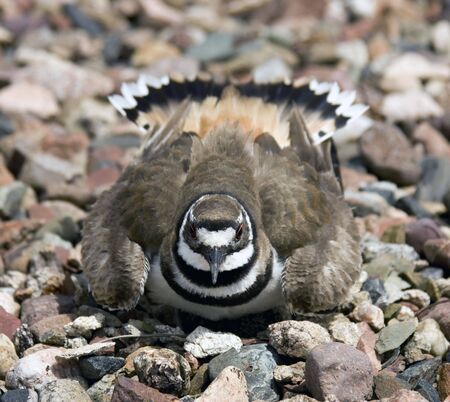 nesting killdeer ( chardrius vocierus) takes a defensive postureの写真素材