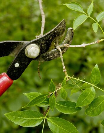 gloved hand trimming a shrub with a hand shears
