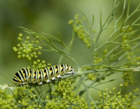 black swallowtail caterpillar (papilio polyxenes) on garden dill plantの写真素材