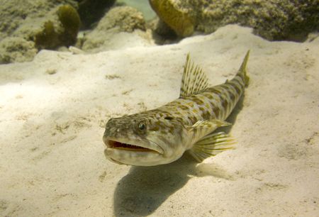 sand diver, synodus intermedius, tropical fish on a coral reefの写真素材