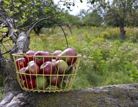 basket of apples on a limb in an orchardの写真素材