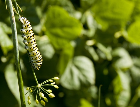 black swallowtail caterpillar eating a garden dill plantの写真素材