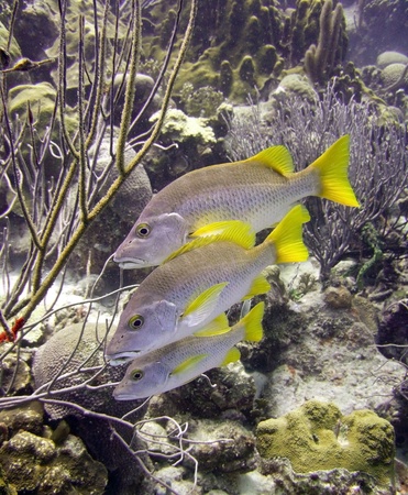 schoolmaster fish underwater on a tropical reef