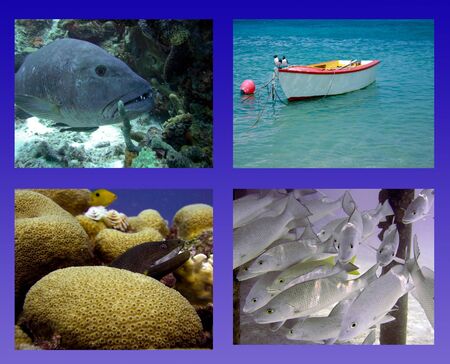 tropical scuba diving collageの写真素材