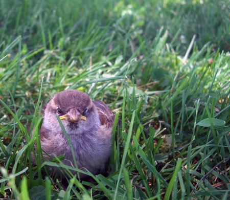 baby sparrow  bird on a green grass backgroundの写真素材