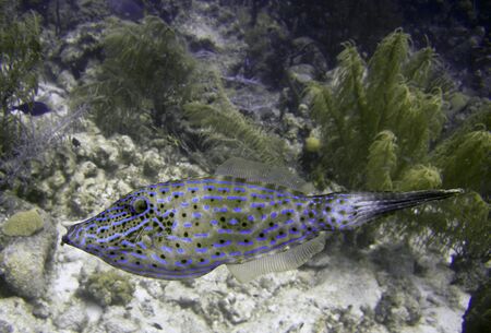 saltwater filefish underwater on a tropical coral reefの写真素材