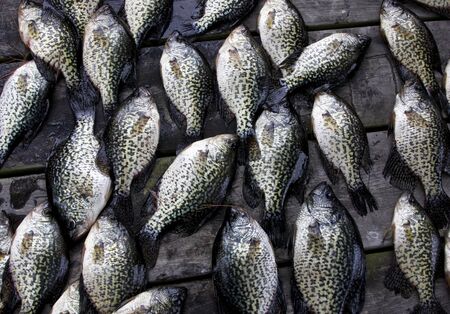 crappies pan-fish on an ouside table make a fishing backgroundの写真素材