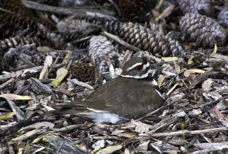 killdeer mother sitting on a nest hidden in bark mulch and pine conesの写真素材