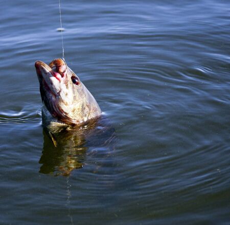 small mouth bass being pulled from the lake