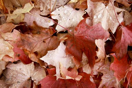 autumn leaf ground cover makes a fall background