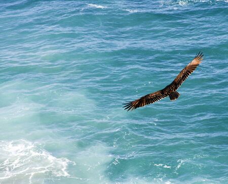 majestic bird with full wingspan soaring over the pacific oceanの写真素材