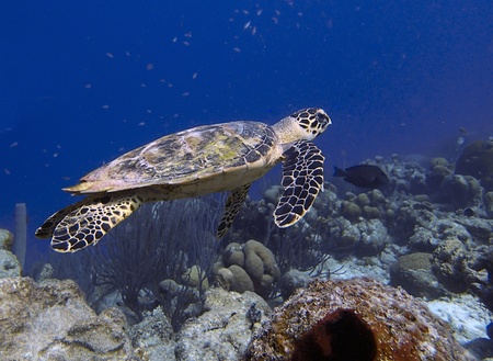 hawksbill sea turtle on a tropical coral reefの写真素材