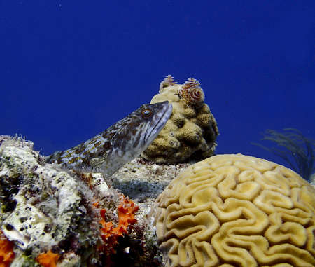 sand diver fish resting on a coral reef fifty feet underwater