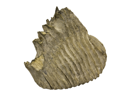 mammoth elephant tooth fossil isolated over a white の写真素材
