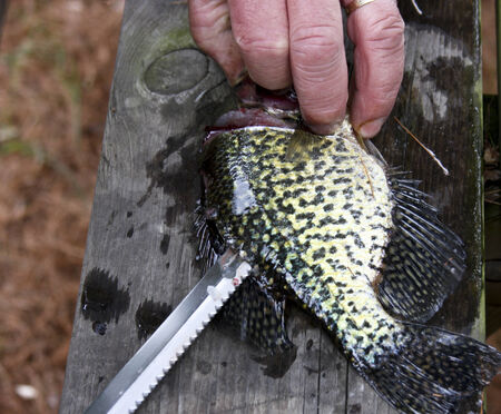 fisherman cleaning a crappie with a fillet knifeの写真素材