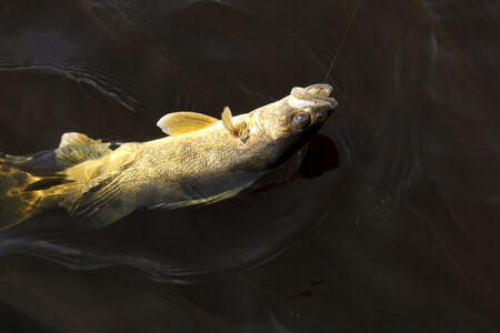 walleye being pulled to a boat after being hookedの写真素材
