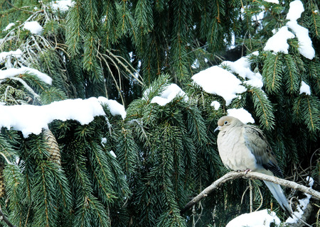 Mourning Dove perched on a snow covered pine tree in a winter sceneの写真素材