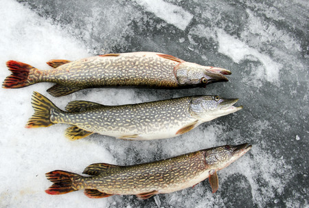 Northern Pike caught ice fishing laying on the iceの写真素材