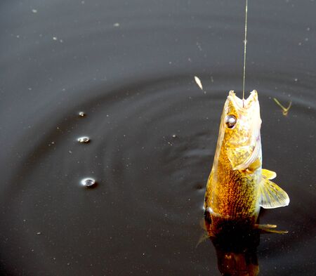 Walleye hooked and being reeled in while fishing from a boatの写真素材