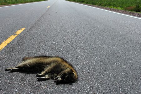 Raccoon roadkill laying on a rural highway with the road as the backgroundの写真素材