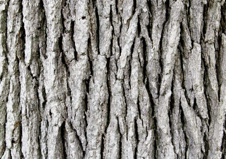 Oak tree background is made from a close up of the same