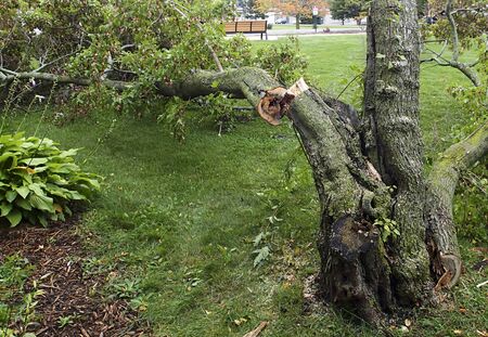 Tree is blown down by the winds of a tornado