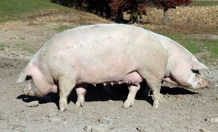 Two pig hogs on a pasture of a country farm