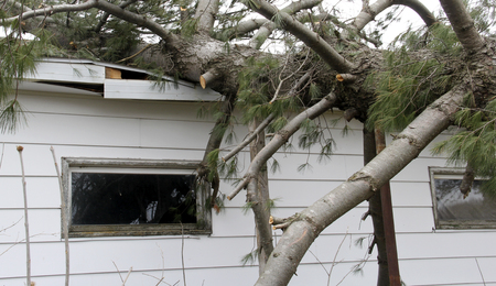 Tornado causes roof damage with a fallen Pine tree