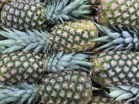 Several fresh Pineapples make a Tropical Fruit Backgroundの写真素材