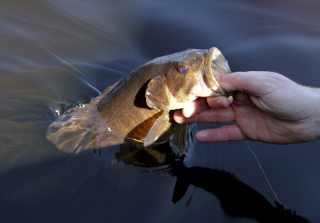 Fisherman grabs a Small Mouth Bass by the lip to pull it in a boat