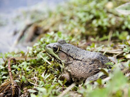 American Bullfrog or Lithobates Catesbeianus sitting on the shore of a freshwater lakeの写真素材